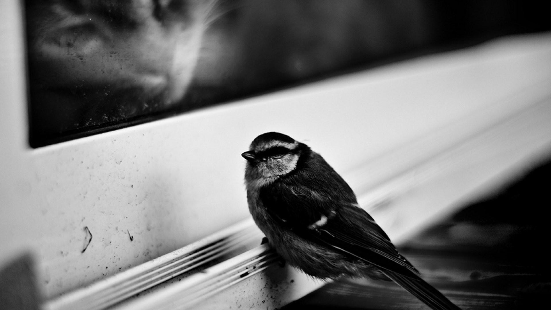 1920x1080 Download Wallpaper 1920x1080 sparrow, bird, window sill, cat, hunting, black white Full HD 1080p HD Background