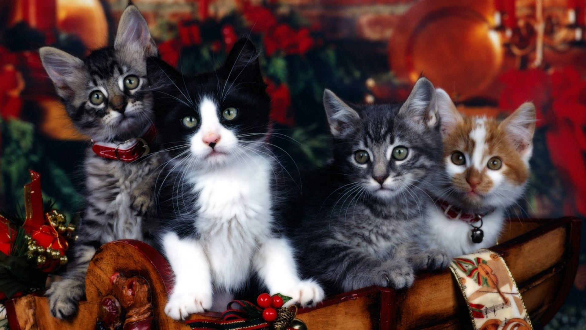 1920x1080 Multiple Color Cute Cats Wallpaper. HD Animals and Birds Wallpaper Free Download
