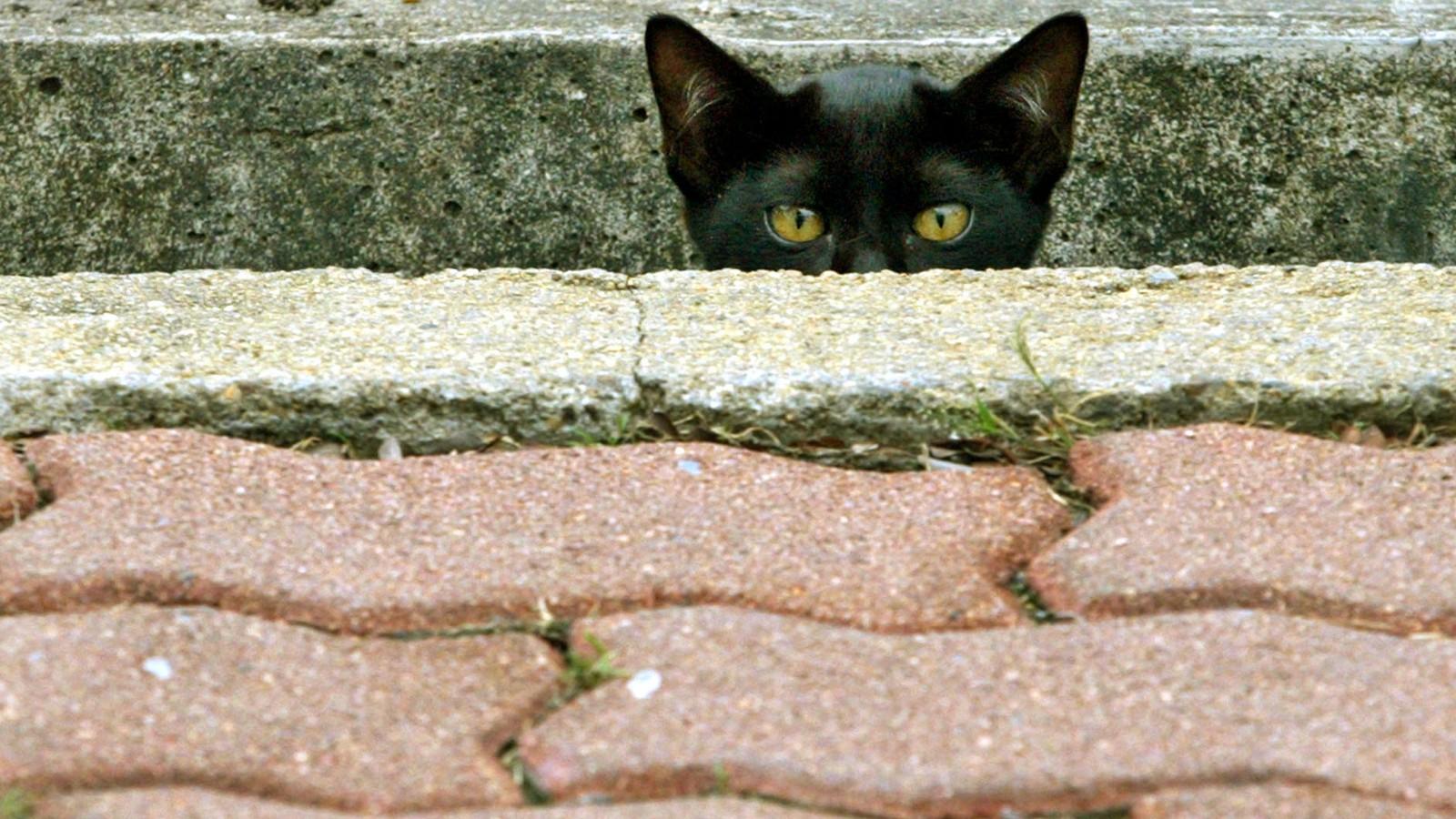 1600x900 The Collar That Can Stop A Bird Killing Cat