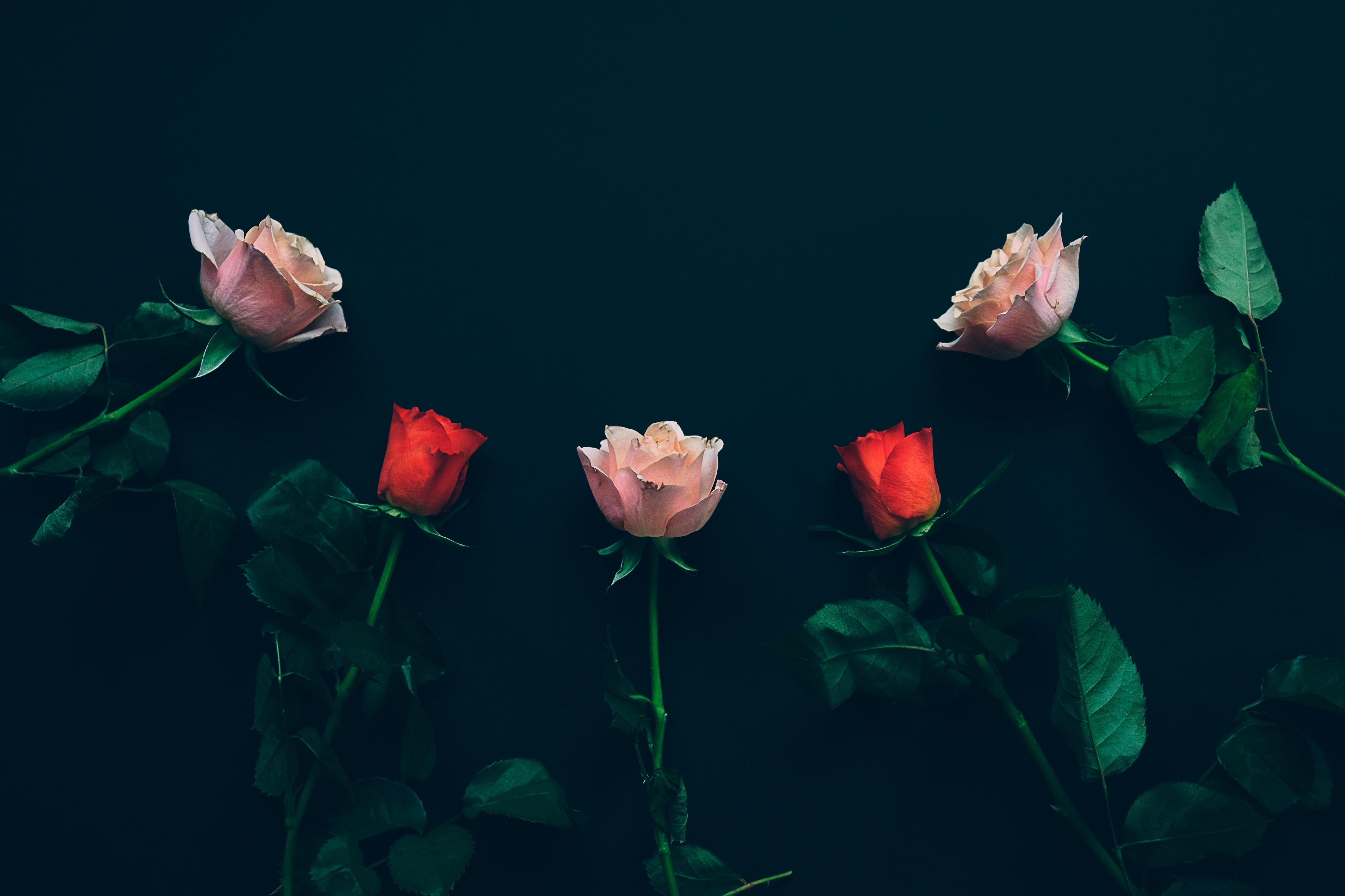 6000x4000 6000x4000 stem, valentine, mood, rose, spring, Creative Commons image, dark, love, green, valentines day, red, bunch, natural light, daylight, floral, pink, flower Gallery HD Wallpaper
