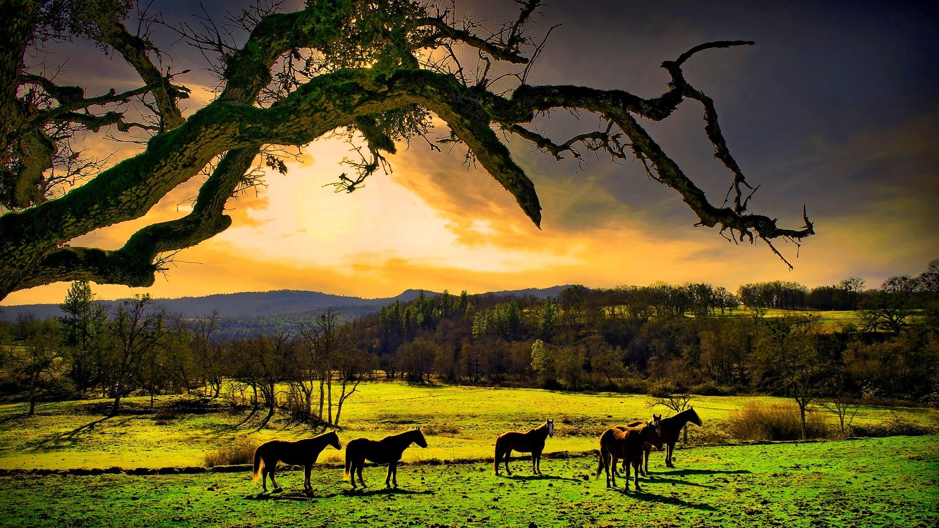 1920x1080 Relaxing Wallpaper for Desktop