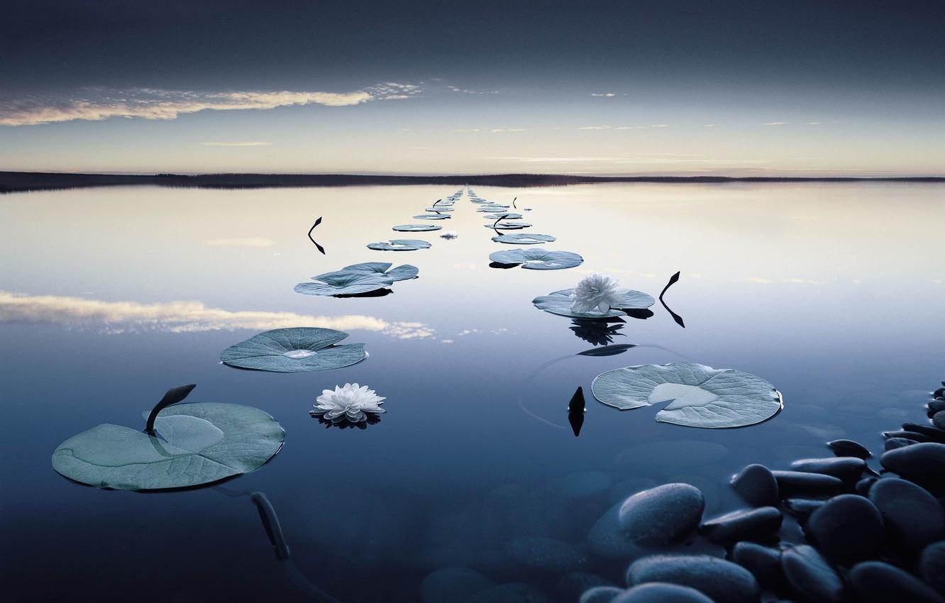 1332x850 Wallpaper forest, flower, the sky, leaves, clouds, sunset, surface, reflection, river, stones, stems, calm, Water, the evening, track, water lilies image for desktop, section пейзажи