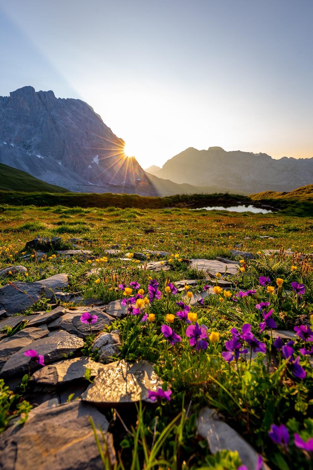 1000x1500 Mountain Flower Picture. Download Free Image
