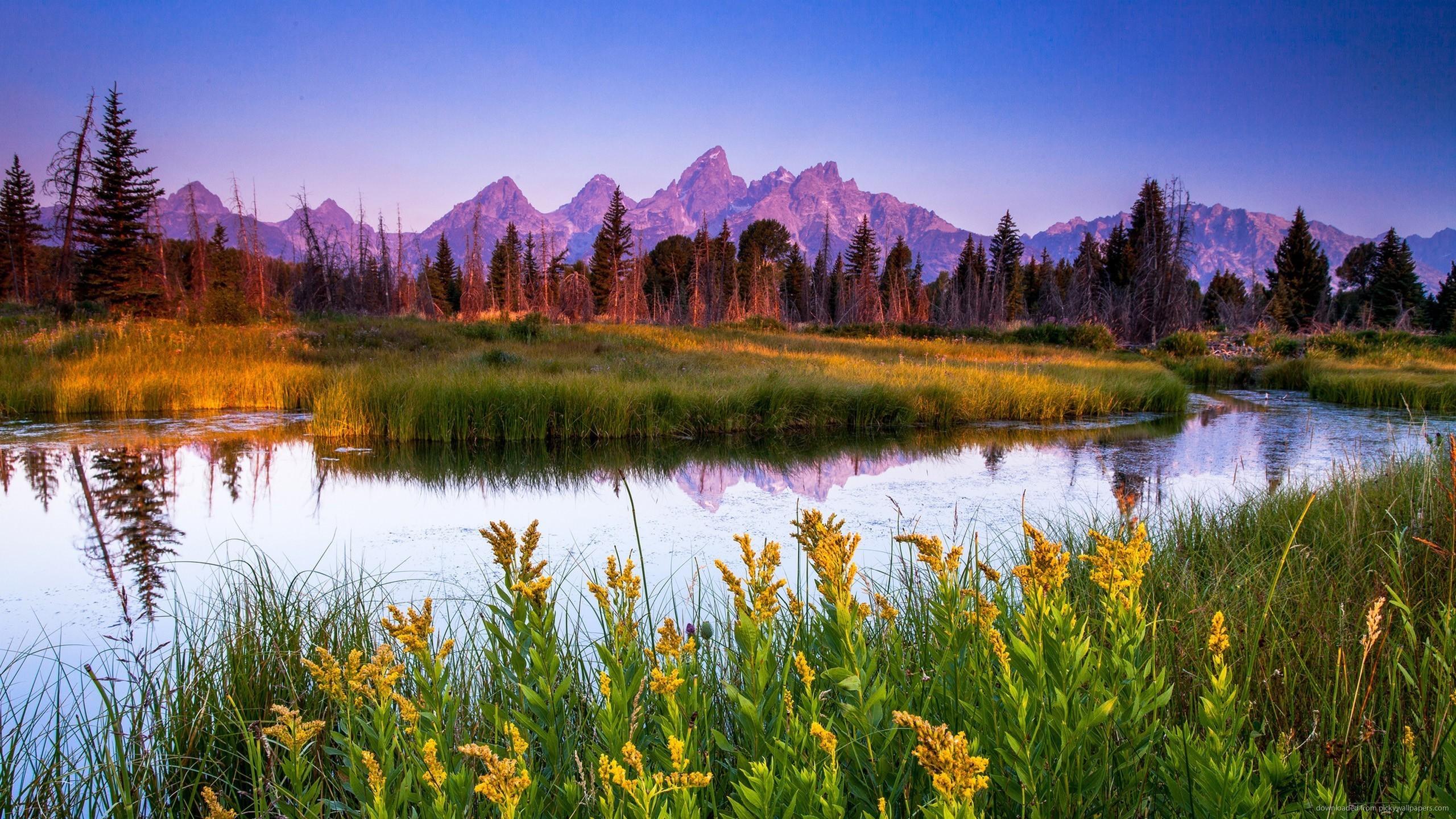 2560x1440 flowers, mountains, river, landscape, water, grass Gallery HD Wallpaper