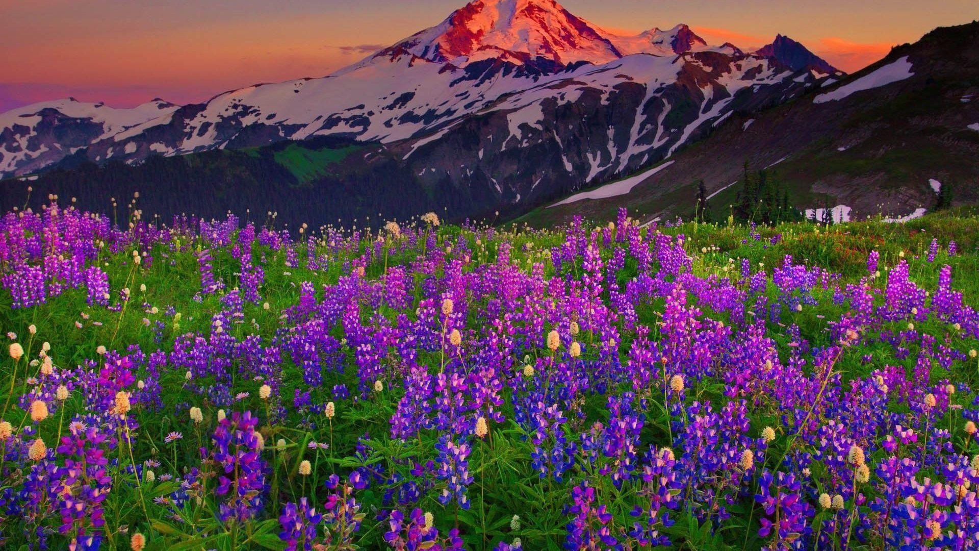 1920x1080 Spring Flowers in the Mountains Wallpaper Background Image. View, download, comment, an. Spring flowers wallpaper, Mountain wallpaper, Background image