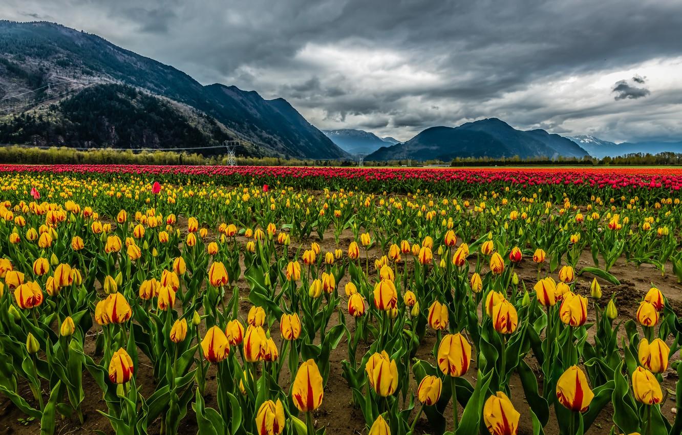 1332x850 Wallpaper field, clouds, snow, landscape, flowers, mountains, nature, tulips, landscape, nature, clouds, mountain, snow, tulips, field flowers image for desktop, section пейзажи