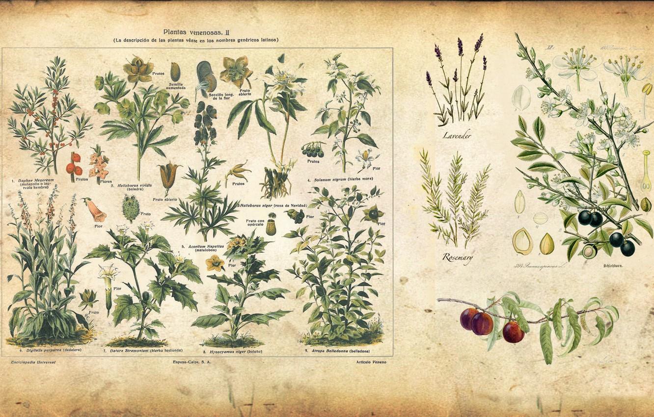 1332x850 Wallpaper plants, vintage, illustration, illustration, spice image for desktop, section разное