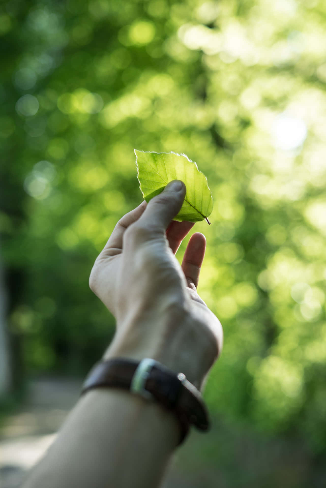 1282x1920 Download Sustainability Held Leaf Wallpaper