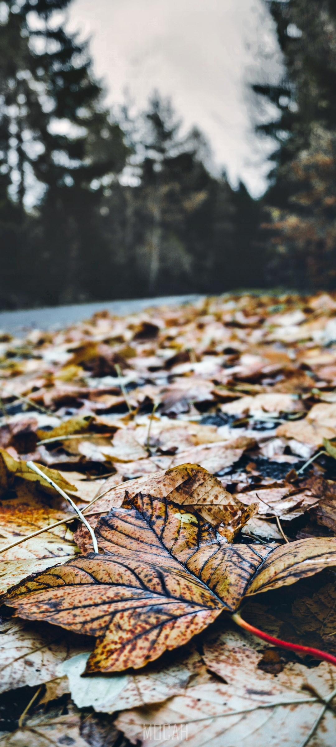 1080x2400 Leaf, Nature, Tree, Natural Landscape, Natural Environment, Apple iPhone 6 wallpaper HD free download, 750x1334 Gallery HD Wallpaper