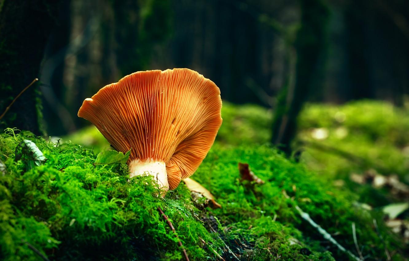 1332x850 Wallpaper autumn, forest, nature, mushroom, moss, Fox, bokeh image for desktop, section природа