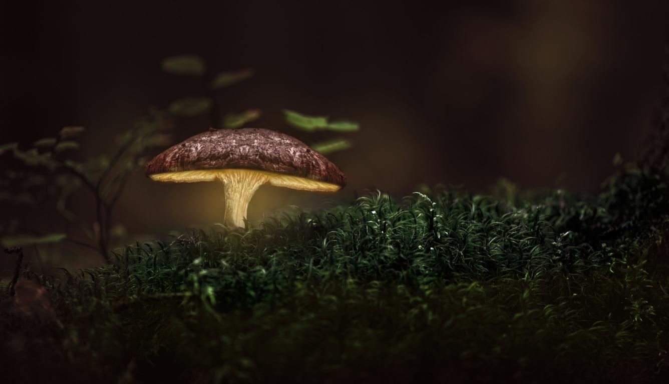 1336x768 Glowing Mushroom HD Laptop Wallpaper, HD Nature 4K Wallpaper, Image, Photo and Background