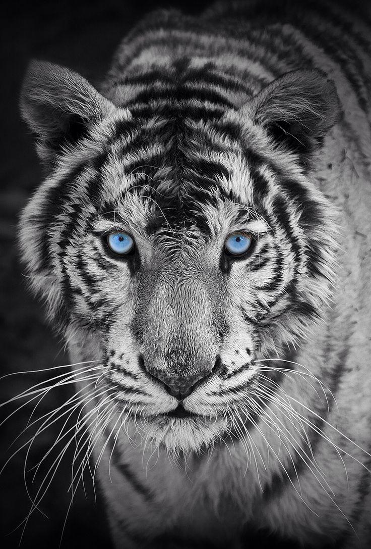 Tiger iphone HD wallpapers  Pxfuel