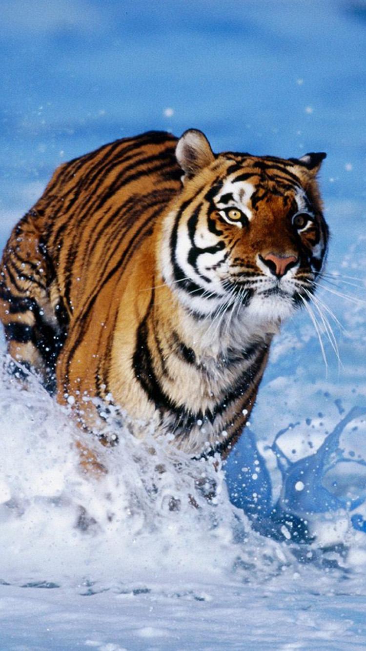 Tiger Iphone Wallpapers Top Free Tiger Iphone Backgrounds Wallpaperaccess