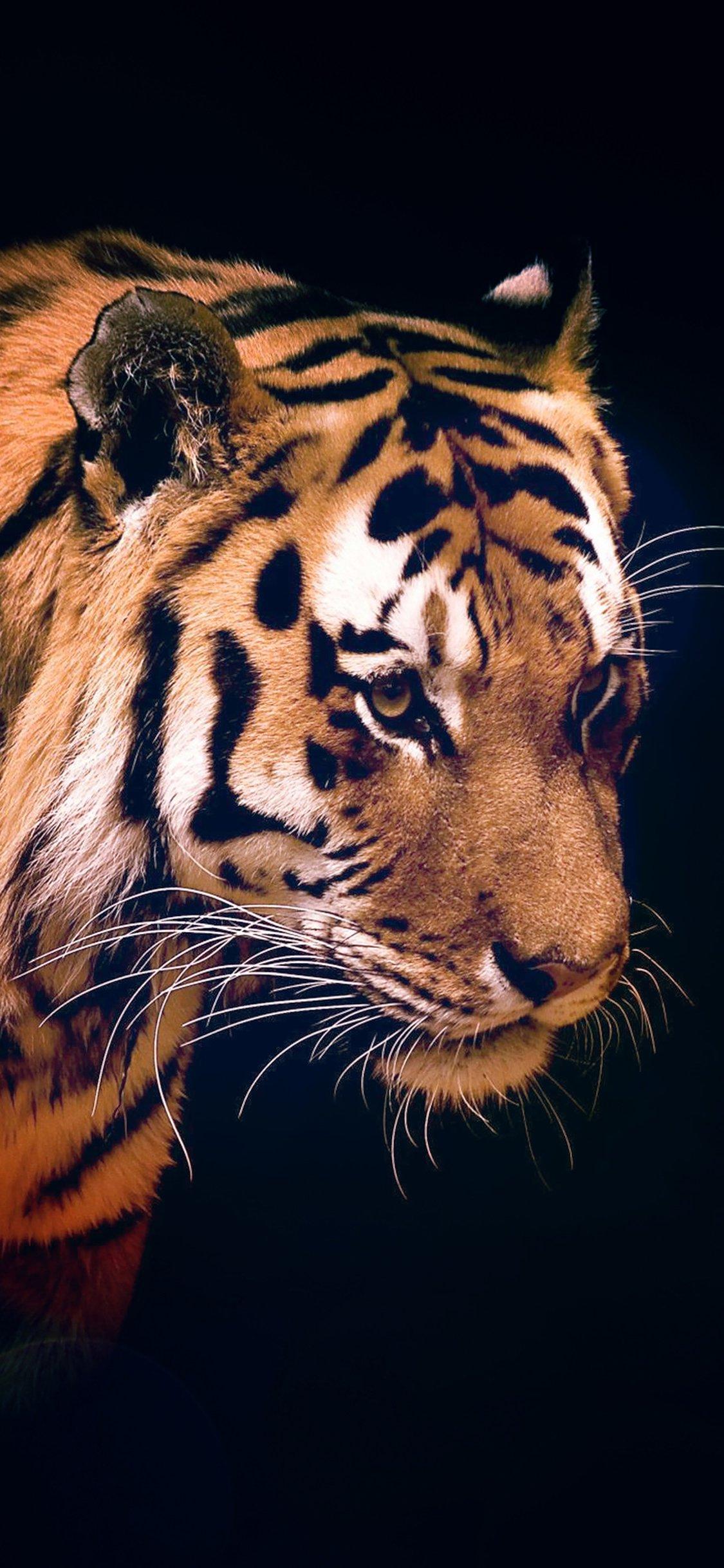 Tiger wallpaper by JDxPRO - Download on ZEDGE™ | 44ca