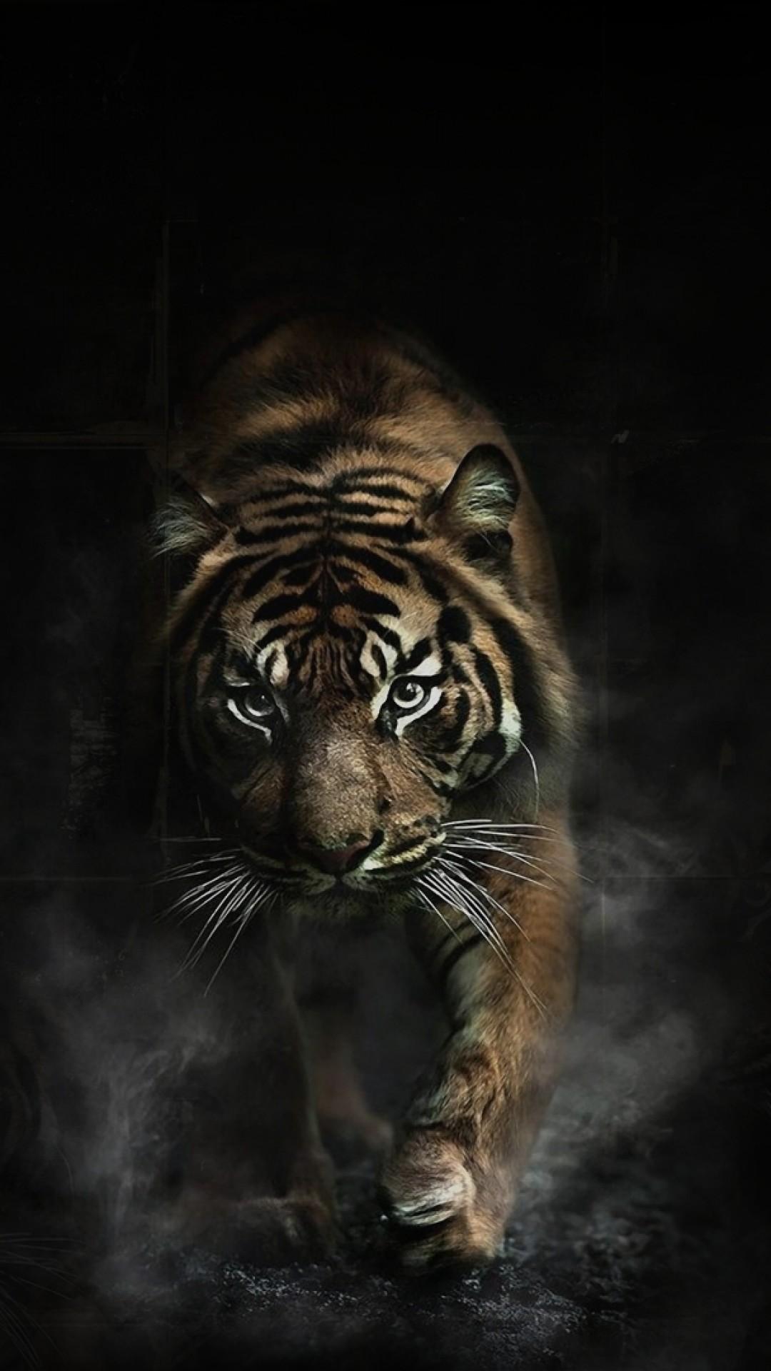 Tiger iPhone Wallpapers - Top Free Tiger iPhone Backgrounds