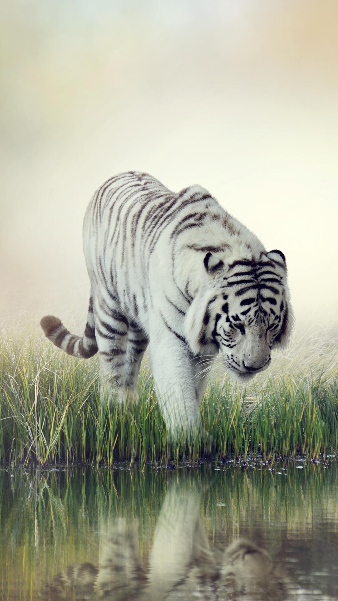35 Gambar Wallpaper for Iphone Tiger terbaru 2020