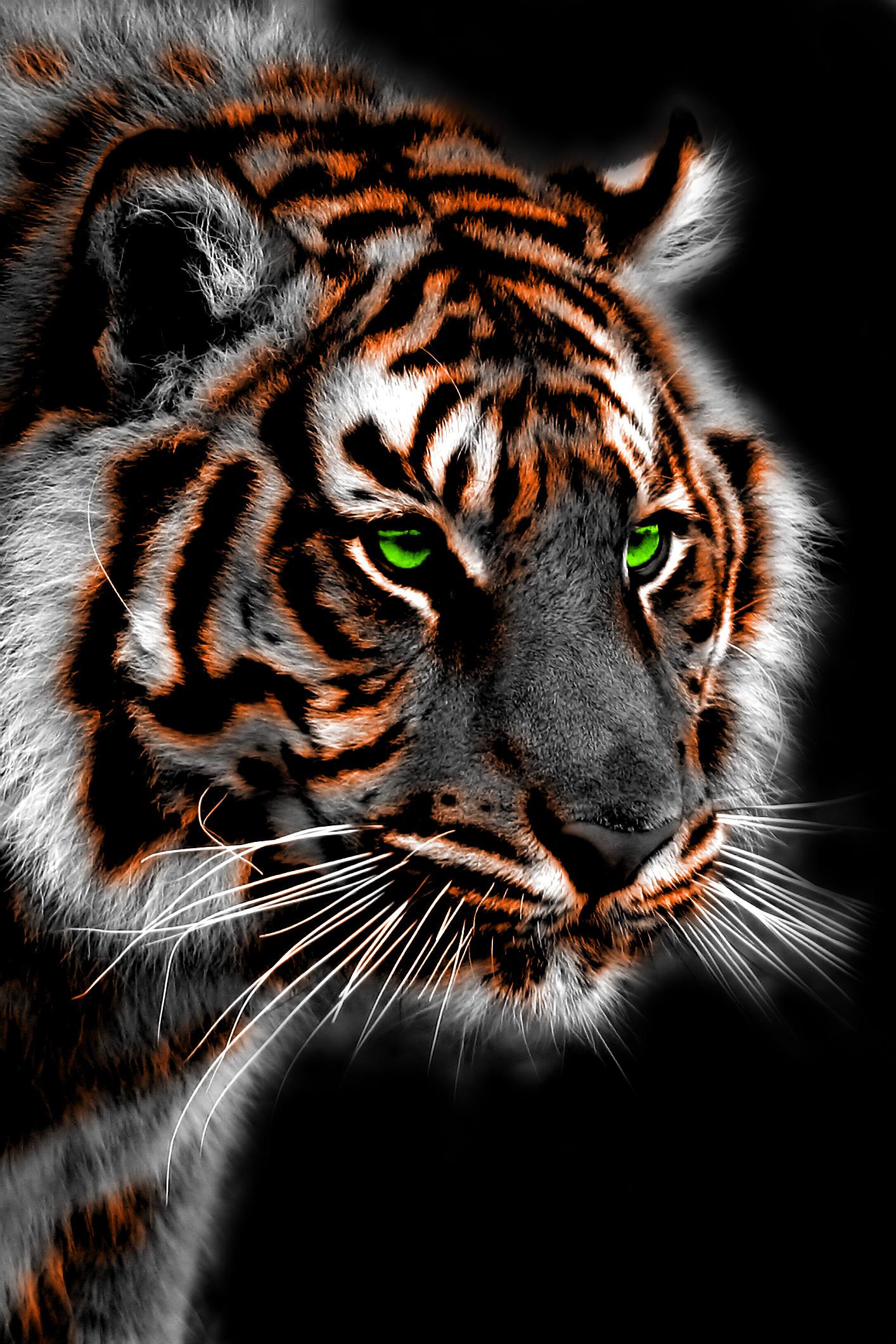 Tiger  iPhone  Wallpapers  Top Free Tiger  iPhone  