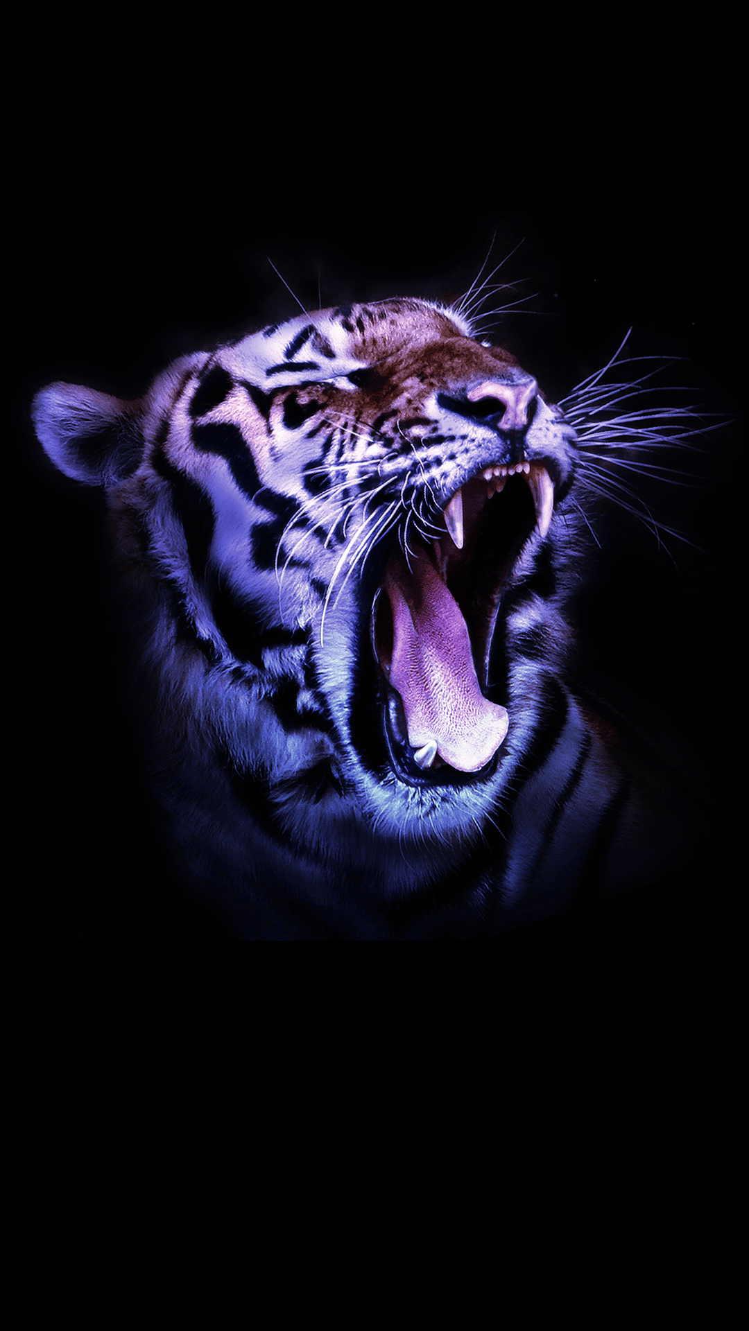 1080x1920 HD Freecat Wildcat Tiger Tiger Hình nền iPhone để tải xuống .0571