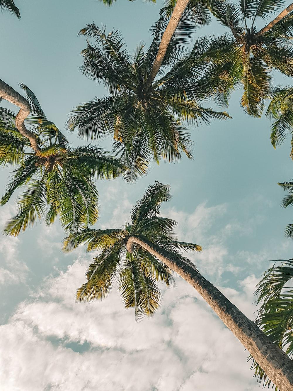 1000x1333 Mombasa Picture. Download Free Image