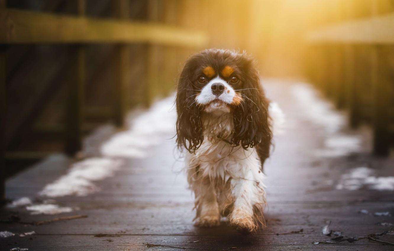 1332x850 Wallpaper look, wet, dog, doggie, The cavalier king Charles Spaniel image for desktop, section собаки