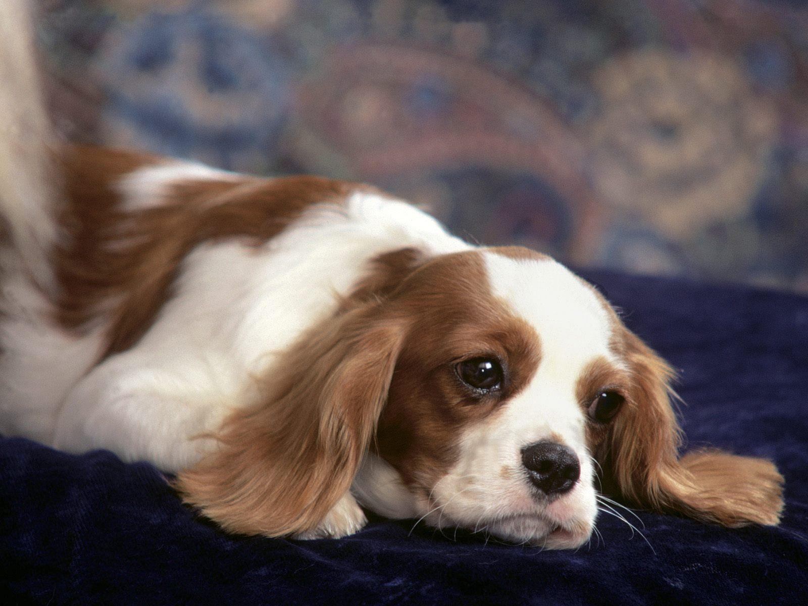 1600x1200 King Charles Spaniel HD Wallpaper and Background
