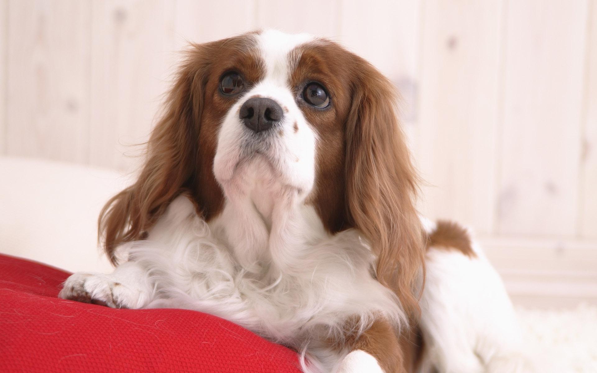 1920x1200 Cavalier King Charles Spaniel Wallpaper