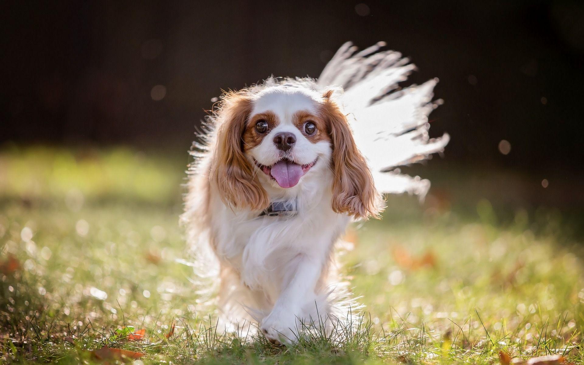 Cavalier King Charles Spaniel Wallpapers - Top Free Cavalier King ...