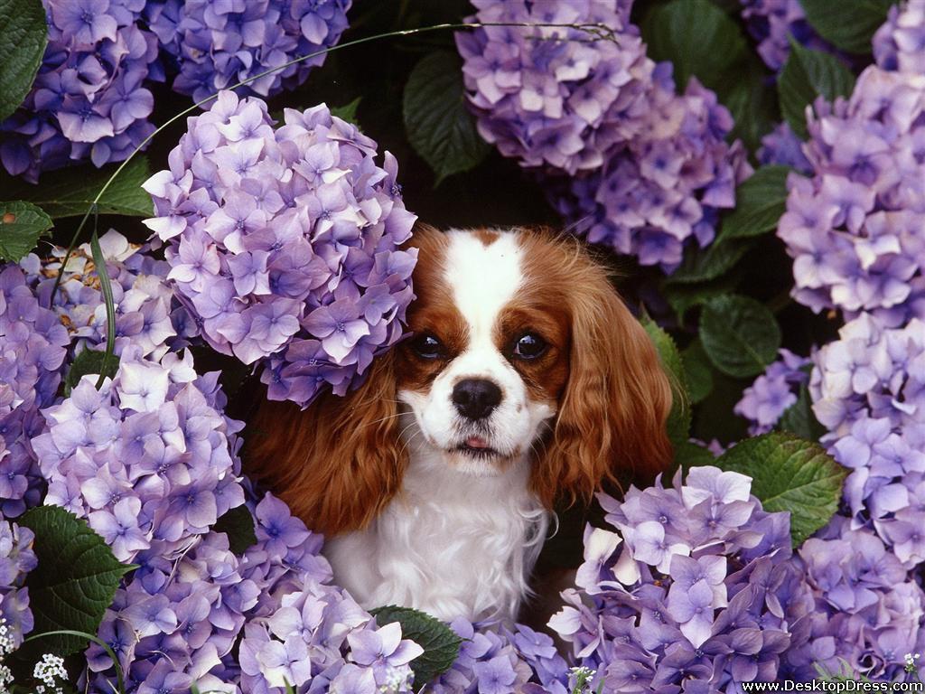 1024x768 Desktop Wallpaper Animals Background Cavalier King Charles Spaniel