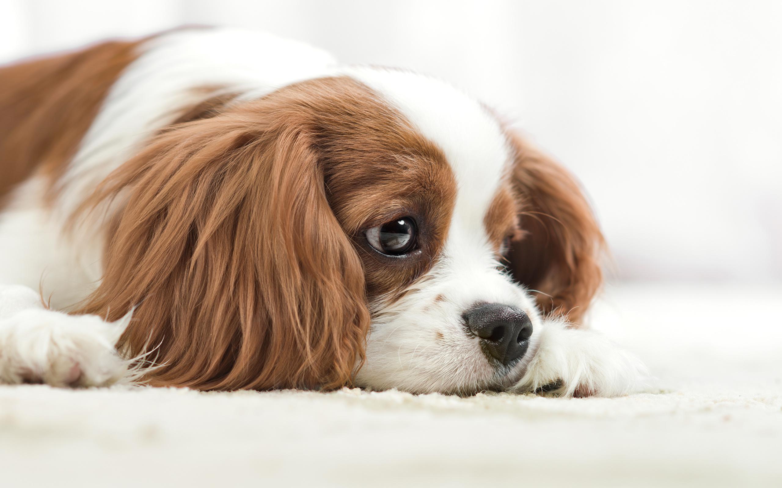 2560x1600 Download wallpaper Cavalier King Charles Spaniel, sad dog, pets, cute animals, dogs, Cavalier King Charles Spaniel Dog for desktop with resolution 2560x1600. High Quality HD picture wallpaper