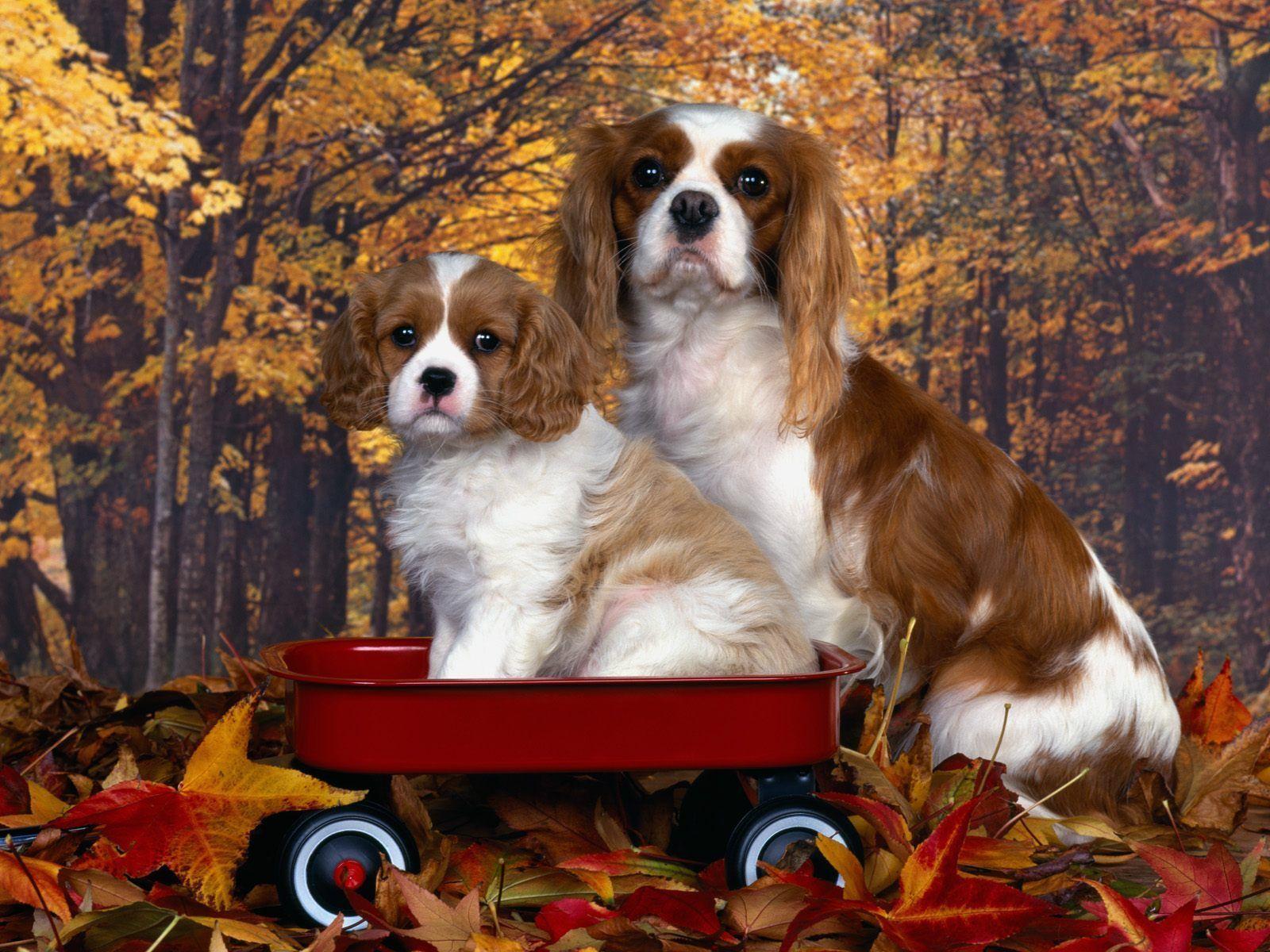 1600x1200 Cavalier King Charles Spaniels Wallpaper: Cavalier King Charles Spaniel. King charles cavalier spaniel puppy, King charles spaniel, Cavalier king charles spaniel