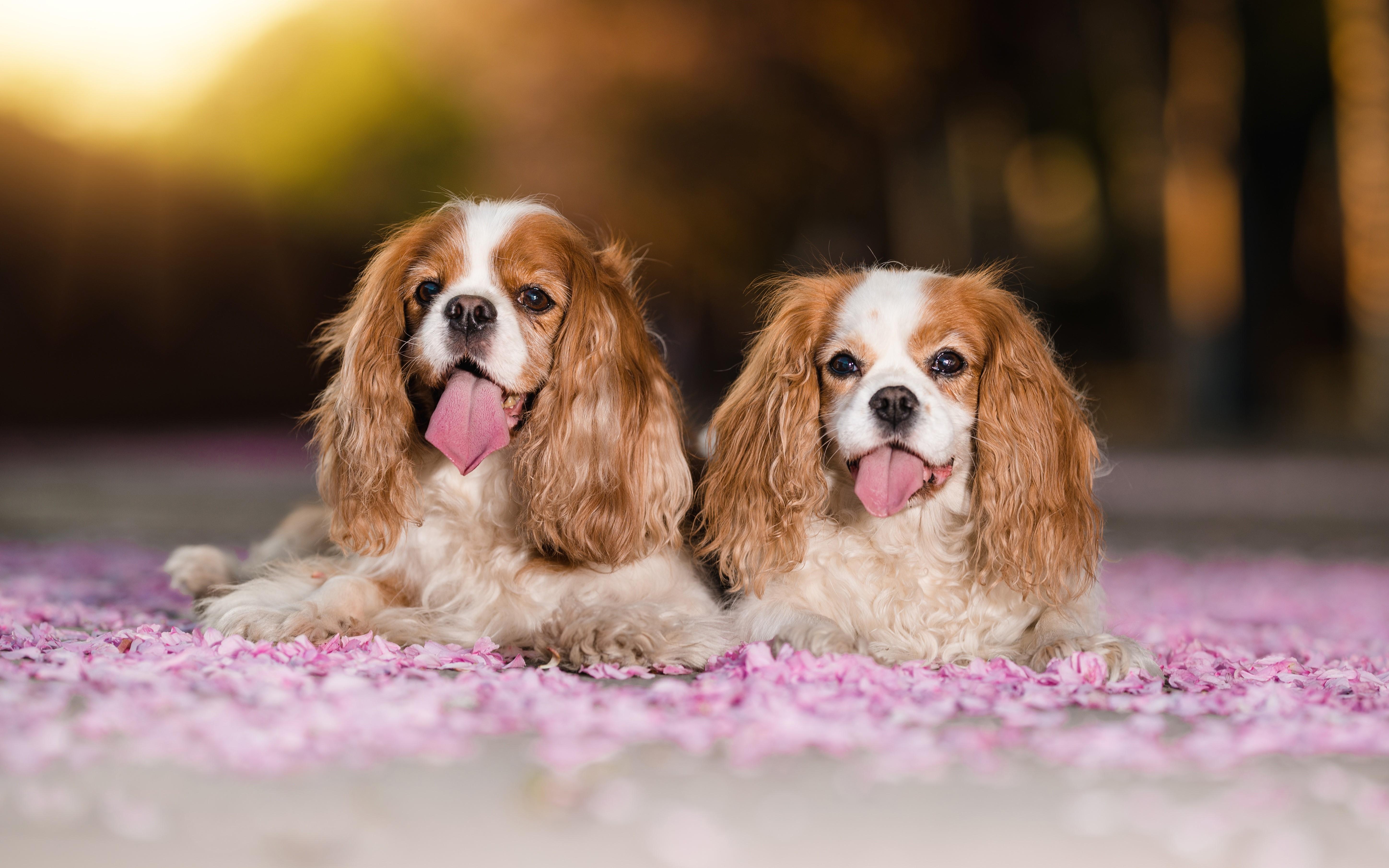5793x3621 4K, 5K, Dogs, Two, King Charles Spaniel, Tongue, Bokeh Gallery HD Wallpaper