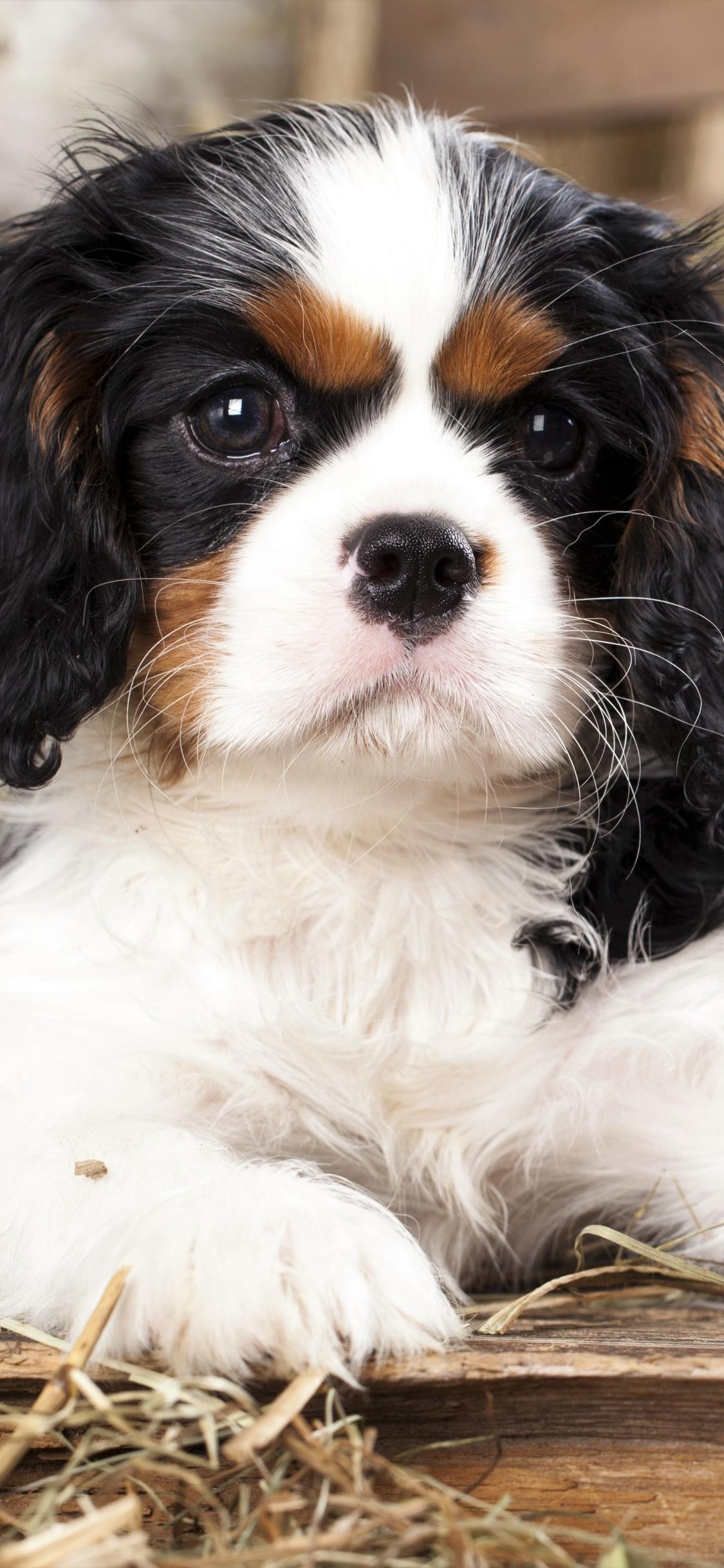 1125x2436 Wallpaper / Animal King Charles Spaniel Phone Wallpaper, Dog, Baby Animal, Cavalier King Charles Spaniel, Puppy, 1125x2436 free download