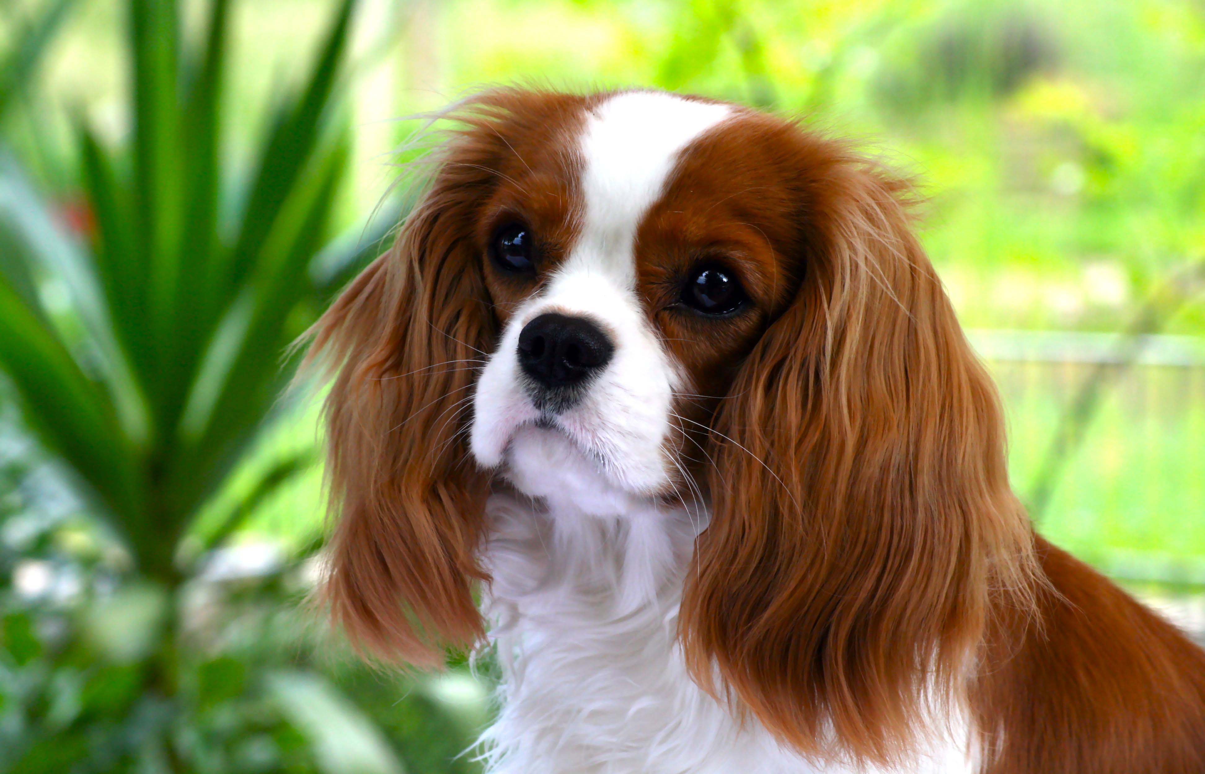 3888x2496 Cavalier King Charles Spaniel