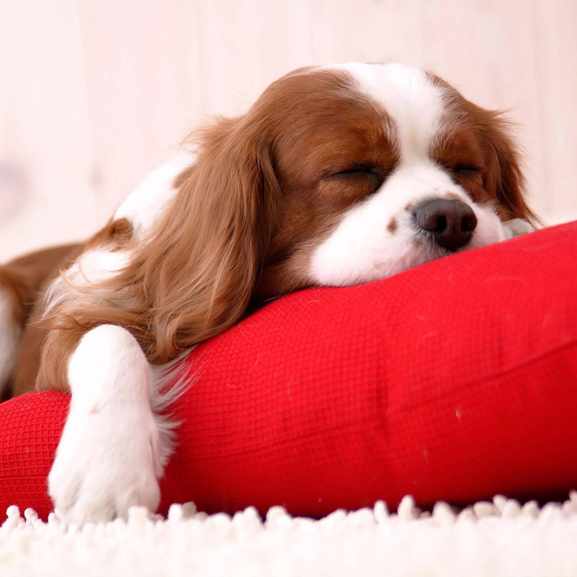 1920x1920 Download Sleeping Cavalier King Charles Spaniel Dog Wallpaper