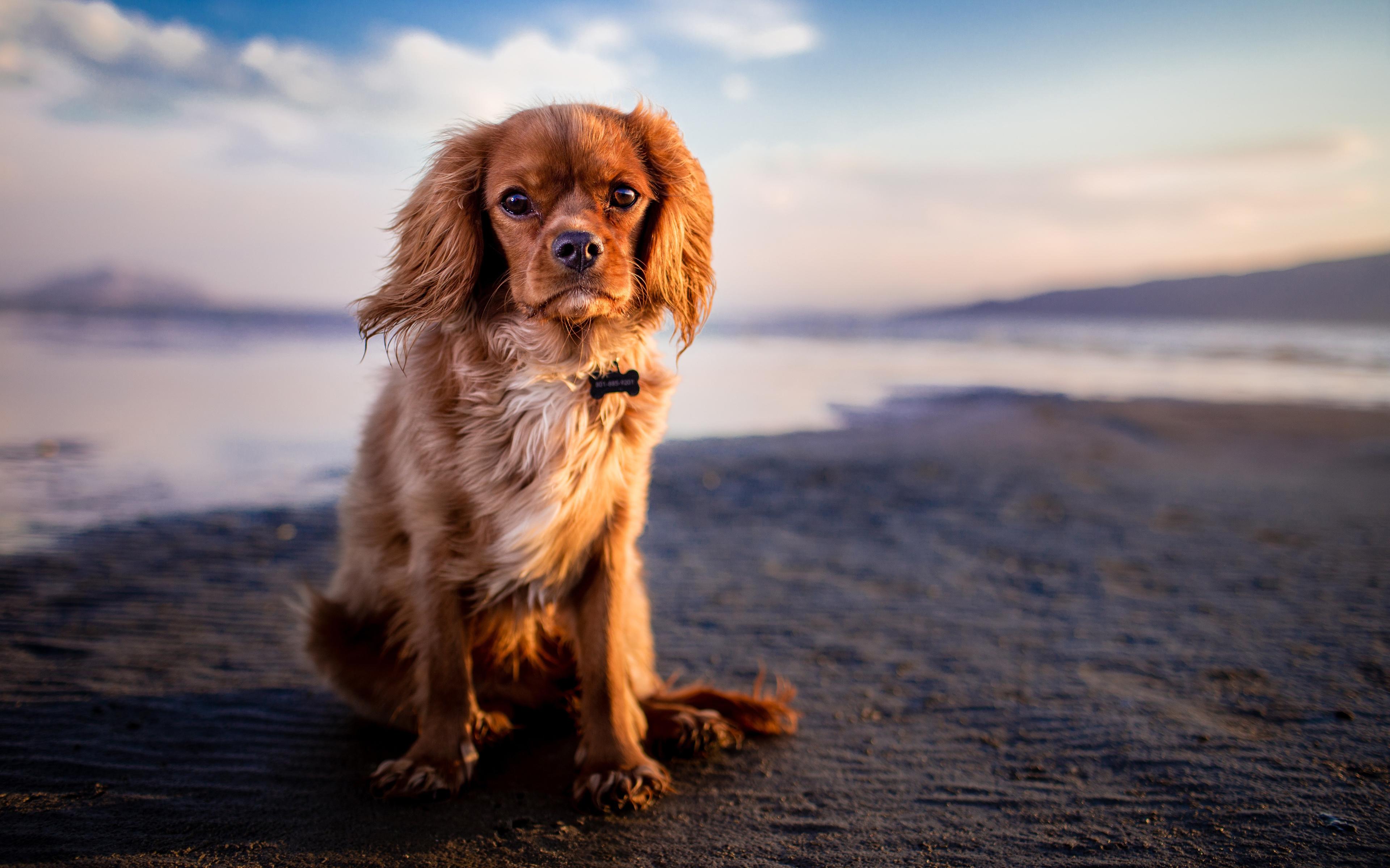 3840x2400 Download wallpaper Cavalier King Charles Spaniel, 4k, coast, pets, dogs, puppy, cute animals, Cavalier King Charles Spaniel Dog for desktop with resolution 3840x2400. High Quality HD picture wallpaper
