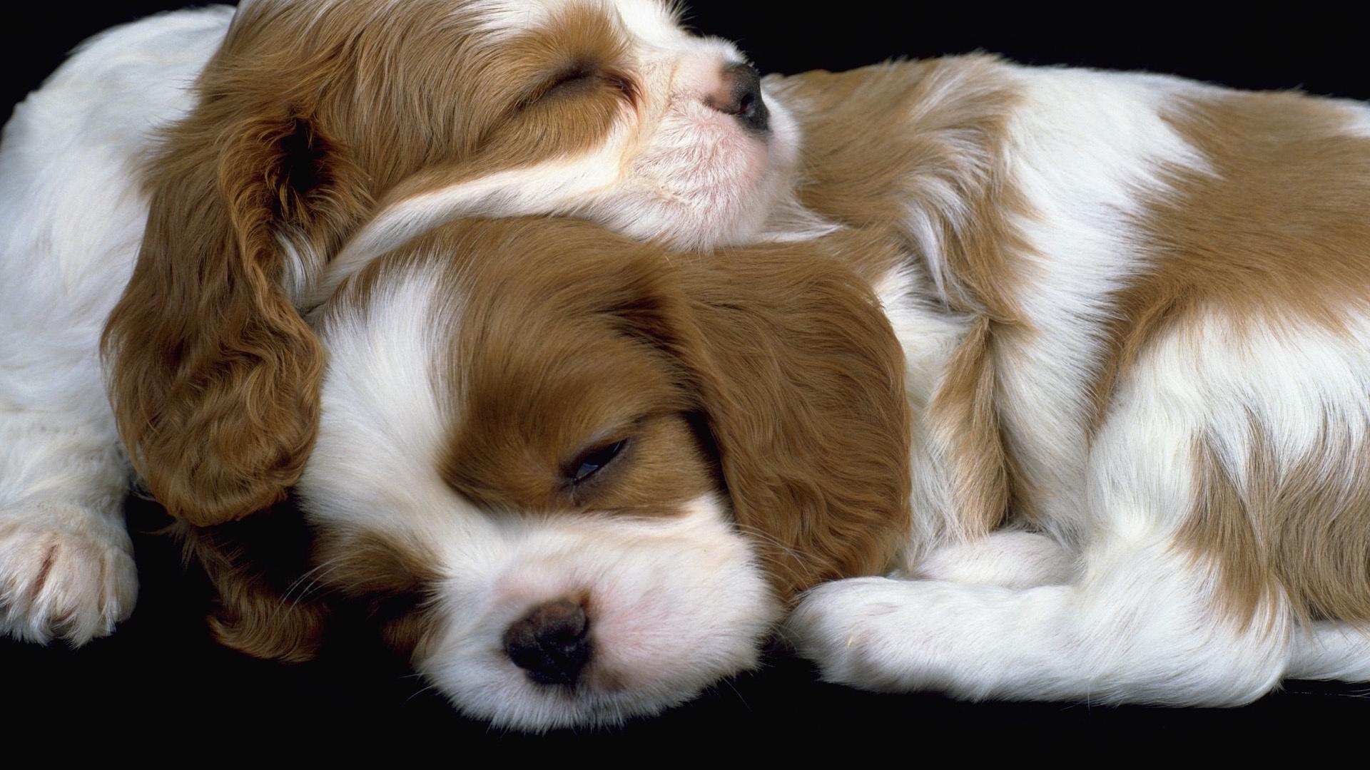 1920x1080 Cavalier King Charles Spaniel Puppies Sleeping