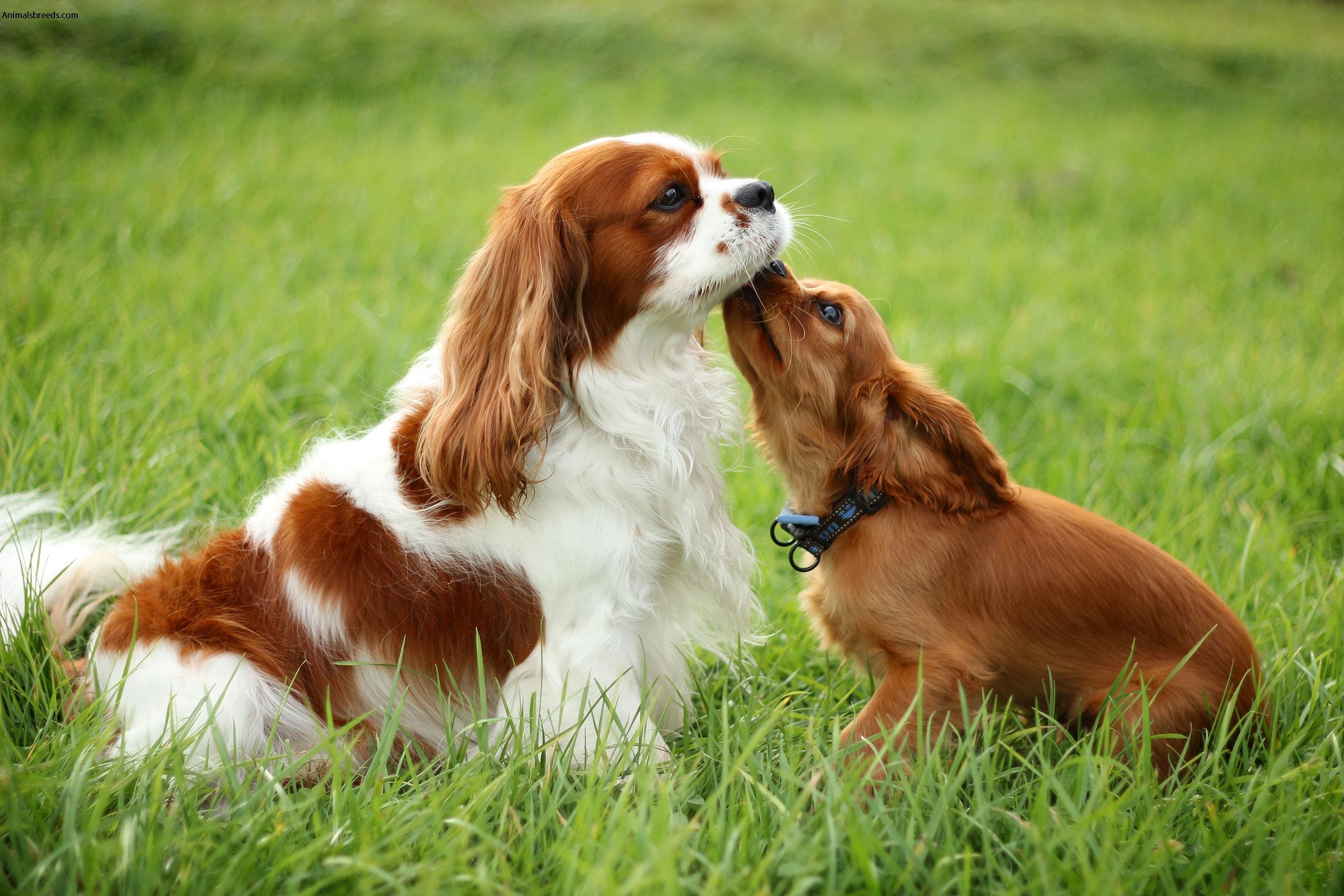 Cavalier King Charles Spaniel Wallpapers - Top Free Cavalier King ...