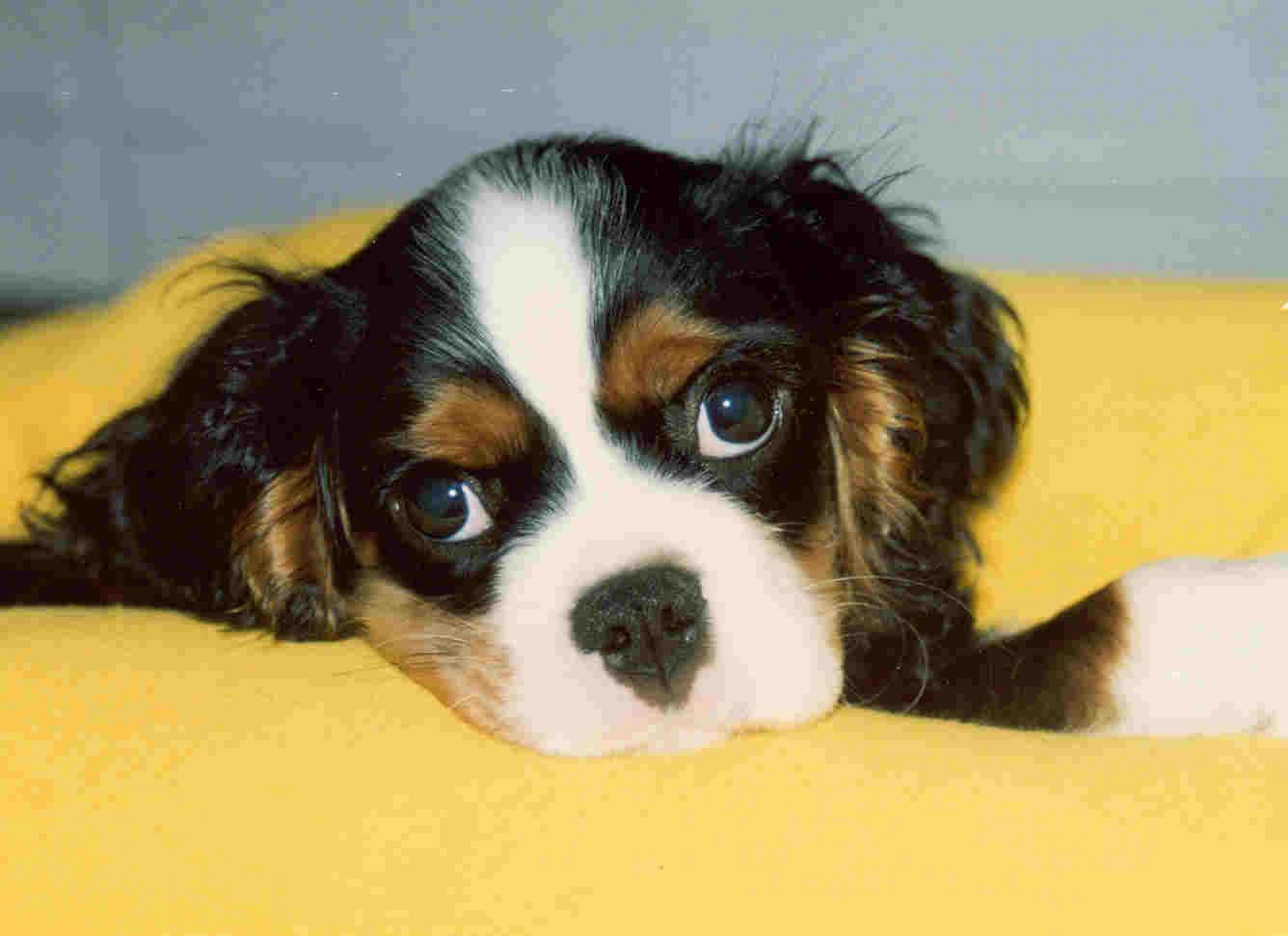1336x971 Cute Cavalier King Charles Spaniel dog photo and wallpaper. Beautiful Cute Cavalier King Charles Spaniel dog picture