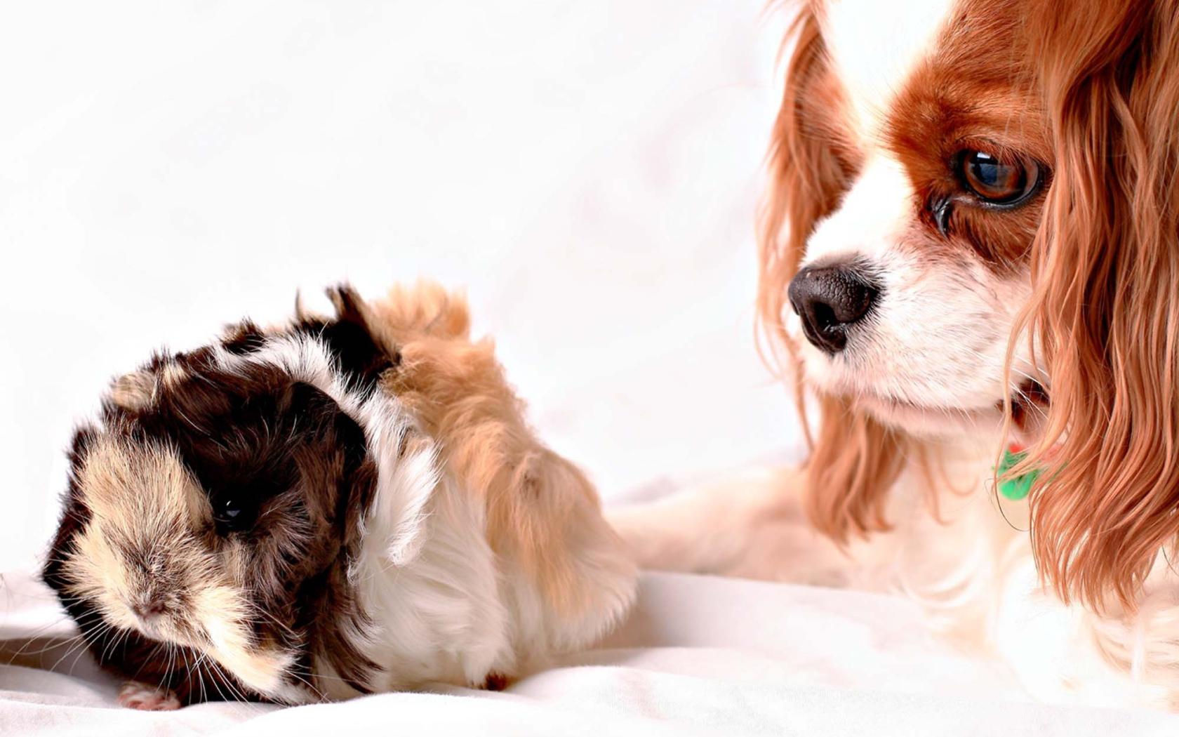 1680x1050 Cavalier King Charles Spaniel looking at hamster Desktop wallpaper 1680x1050