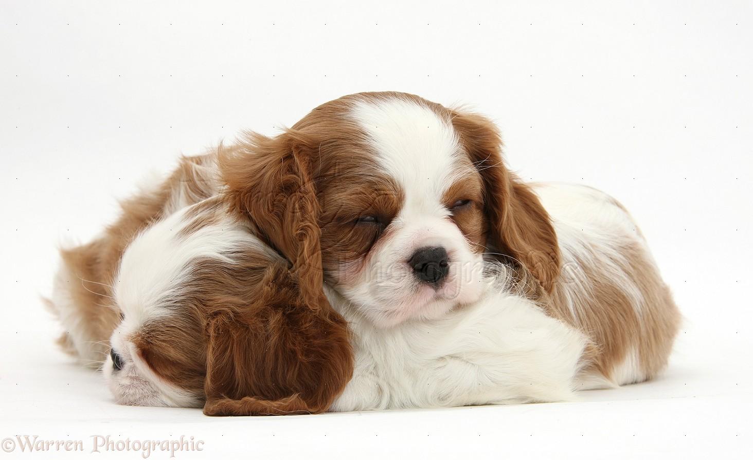 1464x895 Dogs: Sleepy Blenheim Cavalier King Charles Spaniel pups photo WP23112