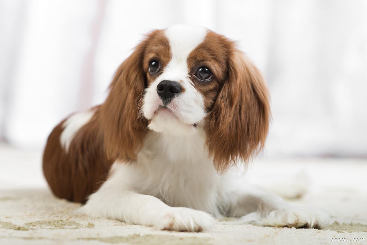 1199x800 Cavalier King Charles Spaniel Dog Wallpaper download King Charles Spaniel HD Wallpaper