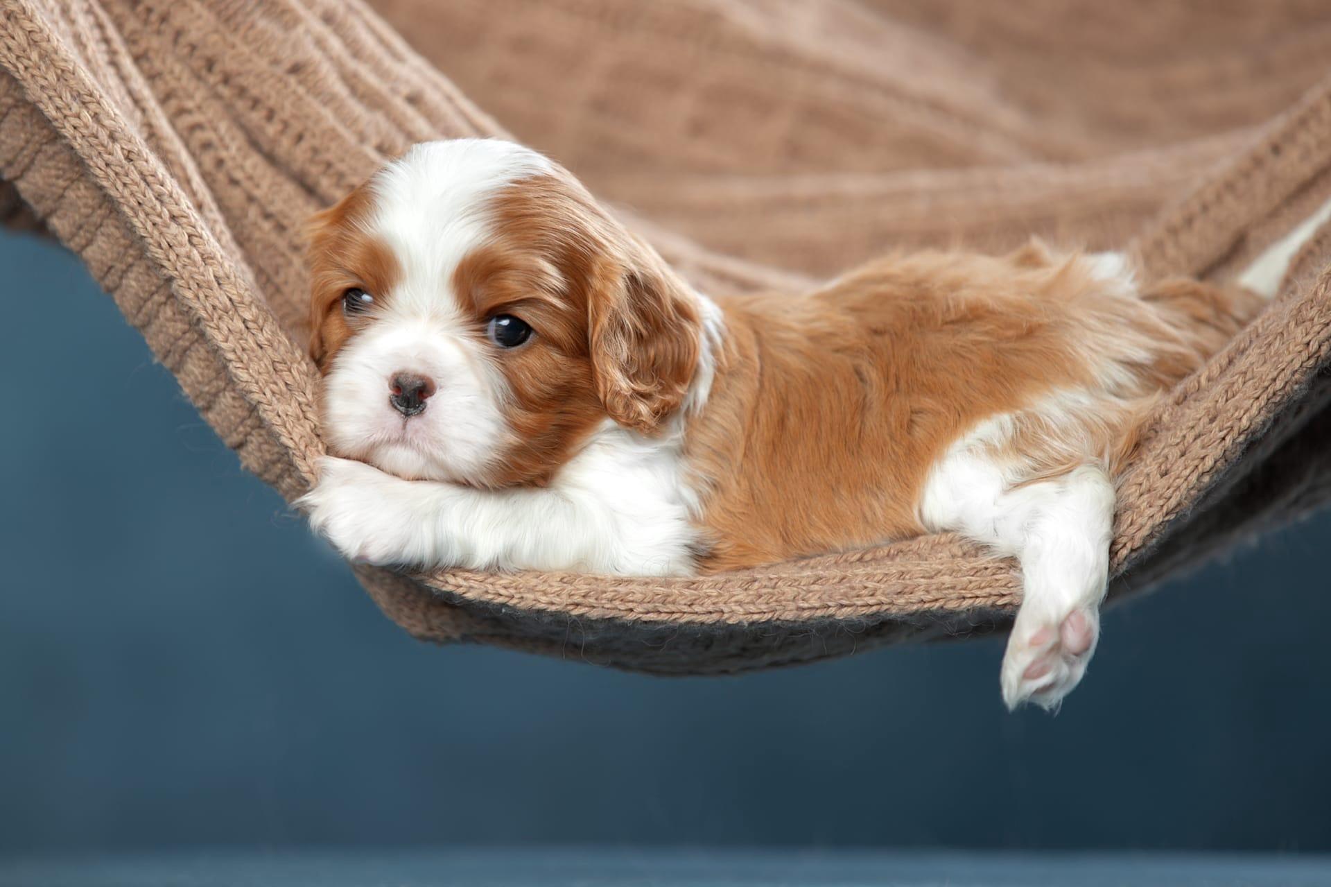 1920x1279 King Charles Spaniel HD, Puppy Gallery HD Wallpaper