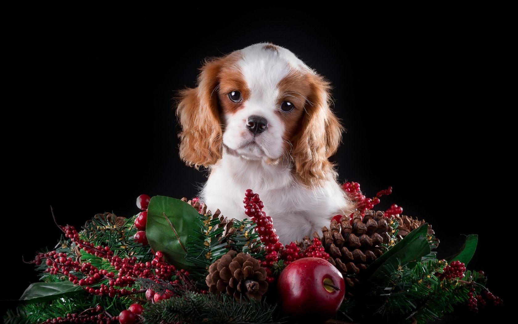 1680x1050 Download wallpaper Apple, cute, puppy, spruce, bumps, The cavalier king Charles Spaniel, breed,. Spaniel, Merry christmas wallpaper, Cavalier king charles spaniel