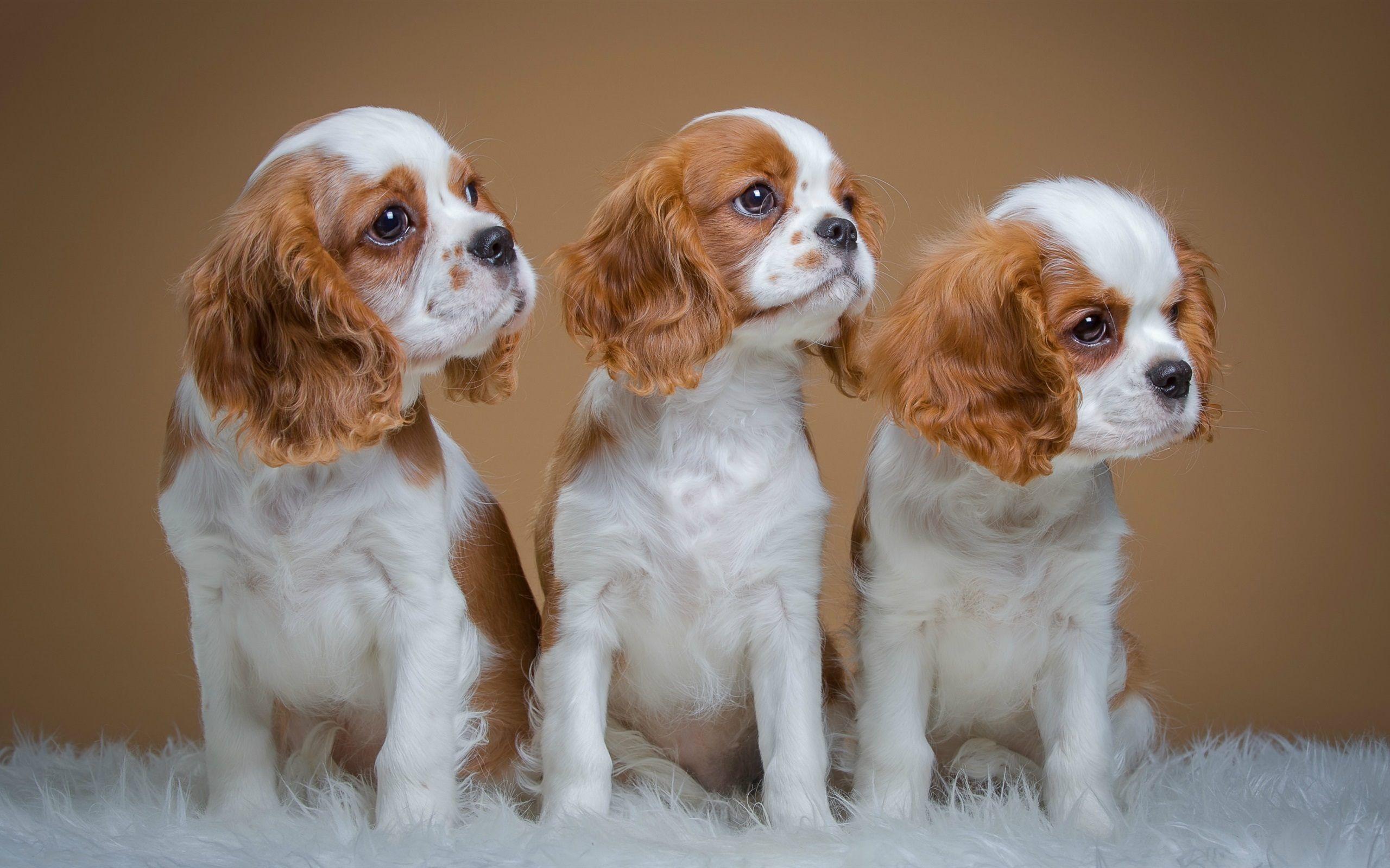 2560x1600 Interesting facts about Cavalier King Charles Spaniels. Just Fun Facts