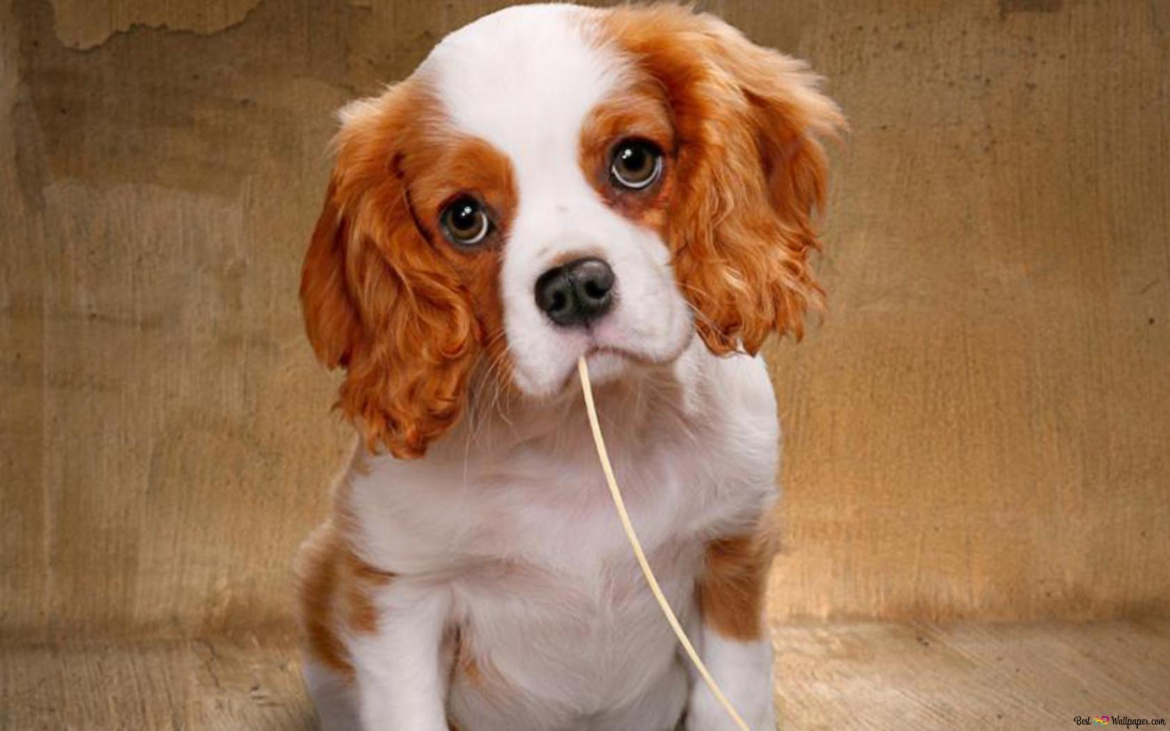 1680x1050 Cocker Spaniel cute puppy HD wallpaper download