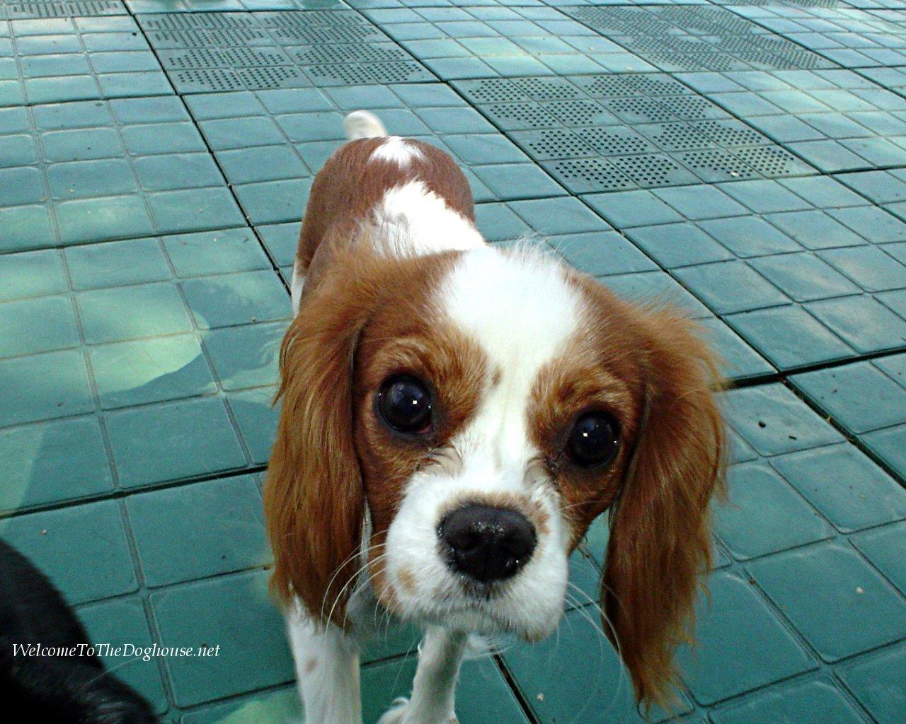 1280x1024 Cavalier King Charles Spaniel King Charles Spaniels Wallpaper