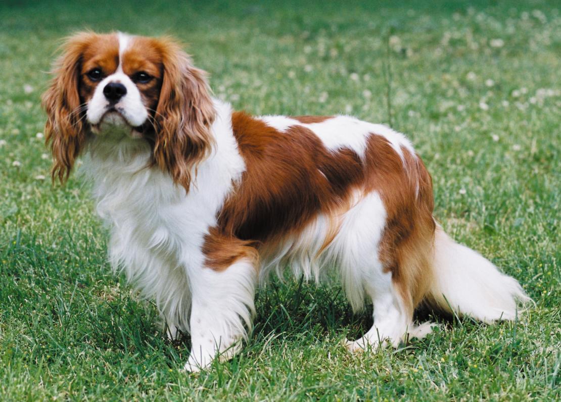 1110x796 Cute King Charles Spaniel photo and wallpaper. Beautiful Cute King Charles Spaniel picture