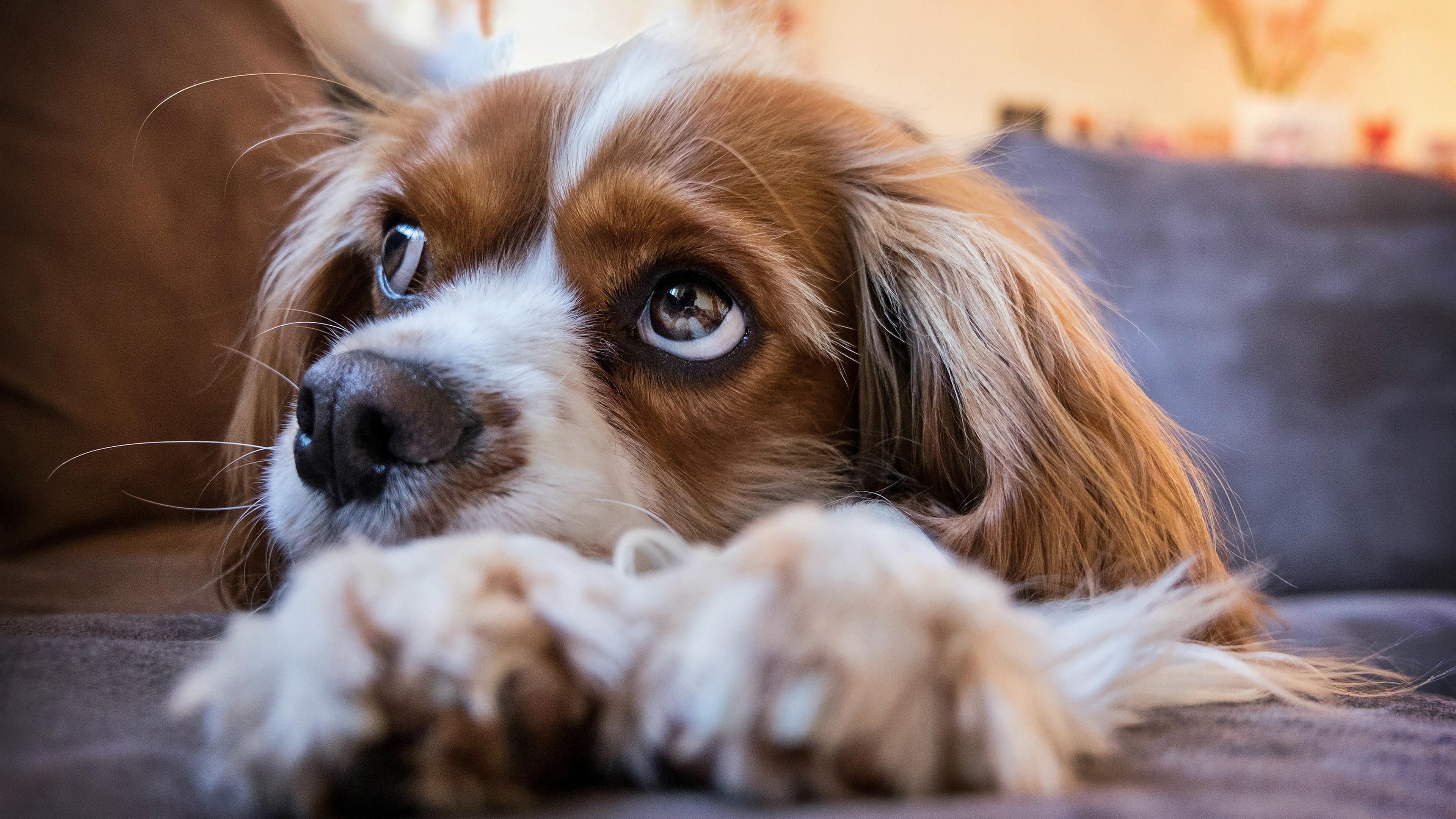 3840x2160 King charles spaniel Wallpaper