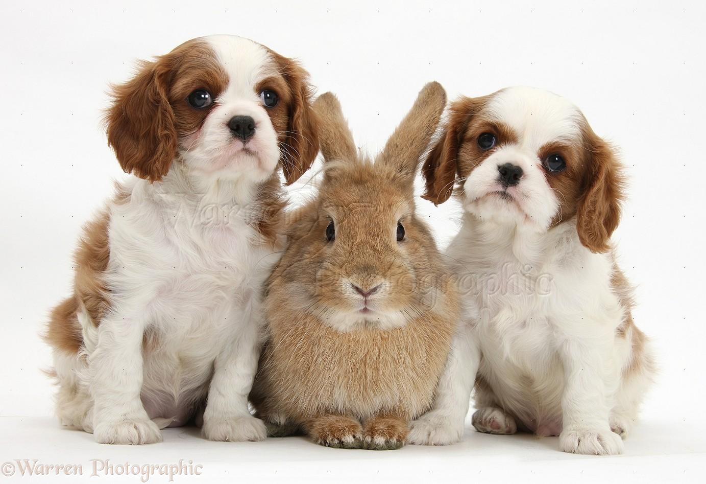 1383x947 Cavalier King Charles Spaniel Wallpaper HD Download