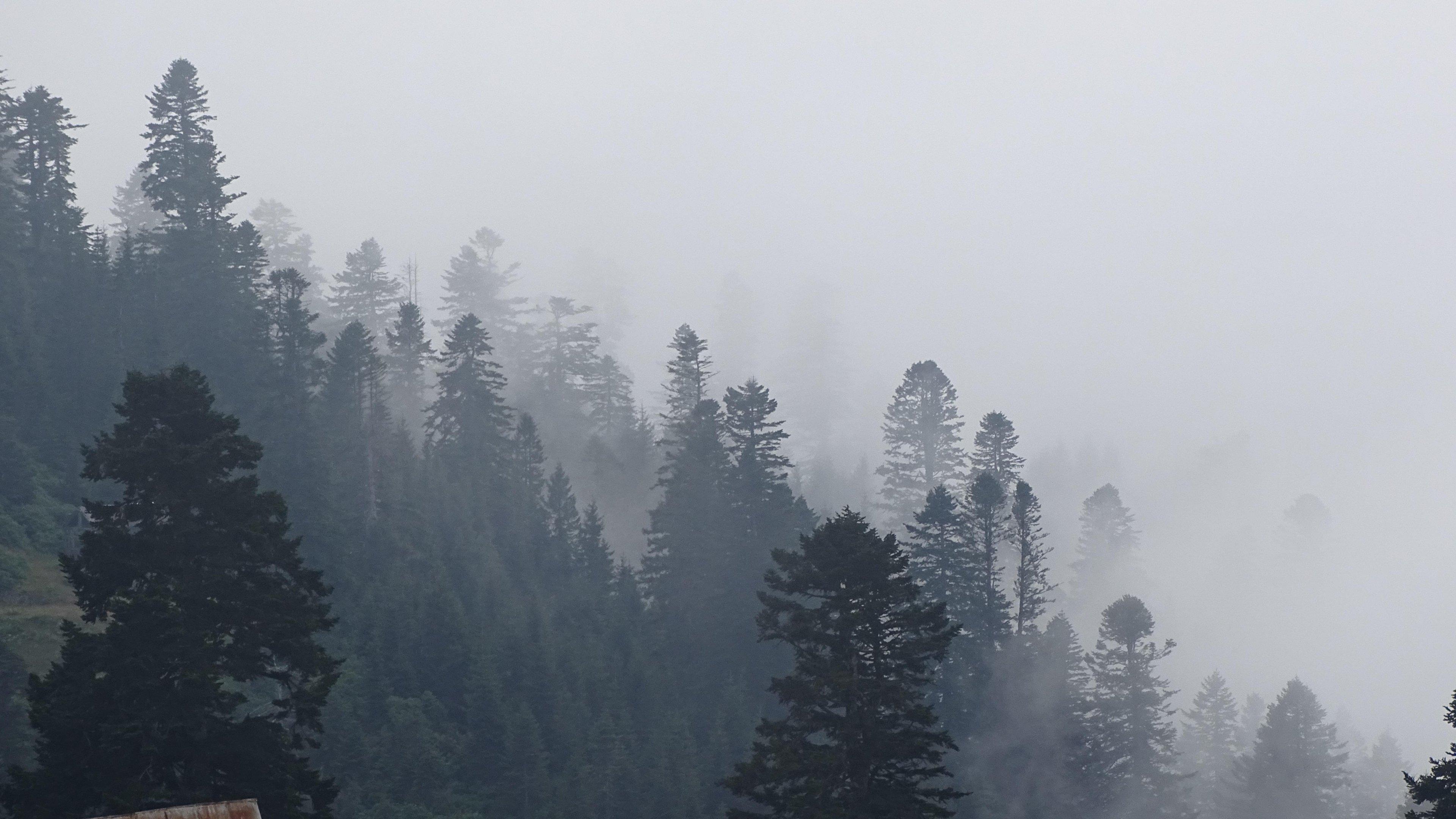 3840x2160 Foggy Trees in Forest Wallpaper, Android & Desktop Background
